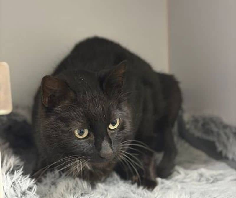 Molly - Domestic Short Hair cat available for adoption at The Lost Dogs' Home in Melbourne