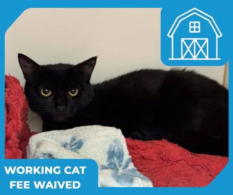 Onyx - Domestic Short Hair cat available for adoption at The Lost Dogs' Home in Melbourne