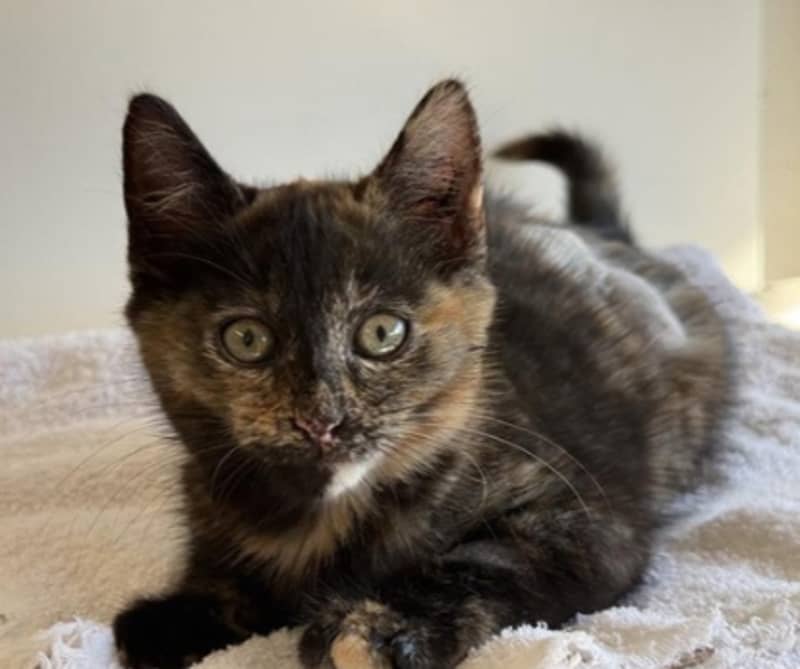 Wham Bam - Domestic Short Hair cat available for adoption at The Lost Dogs' Home in Melbourne
