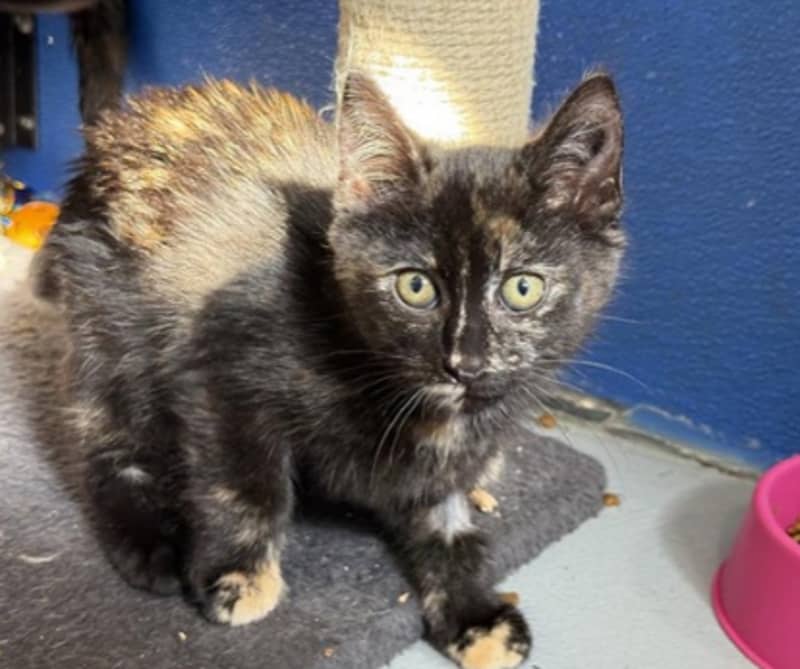 Patty Cakes - Domestic Short Hair cat available for adoption at The Lost Dogs' Home in Melbourne