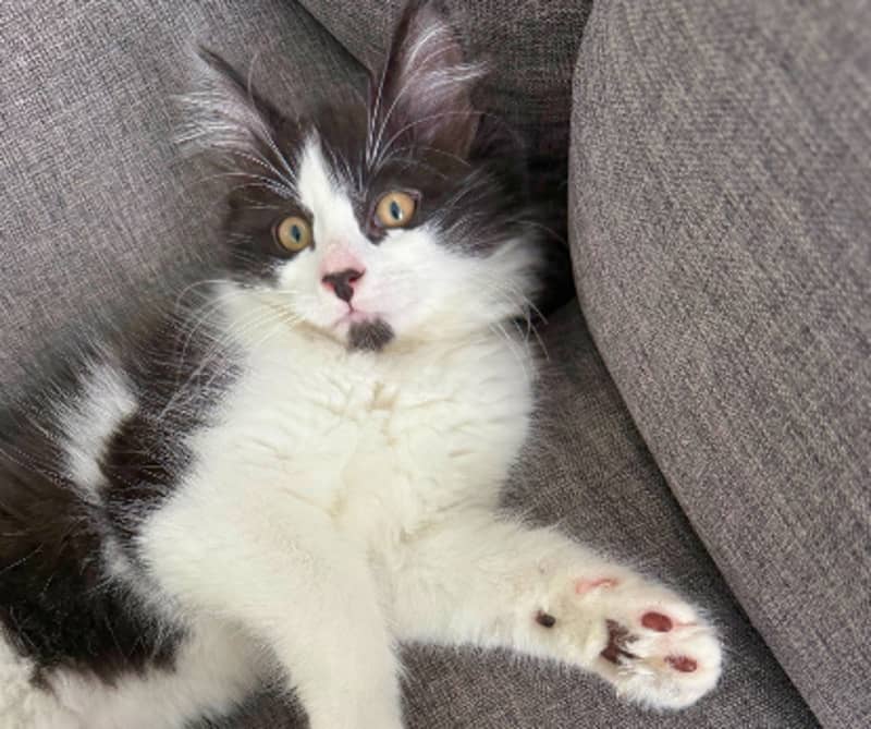 Gogo - Domestic Medium Hair cat available for adoption at The Lost Dogs' Home in Melbourne