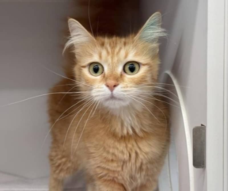 Kathy Griffin - Domestic Medium Hair cat available for adoption at The Lost Dogs' Home in Melbourne