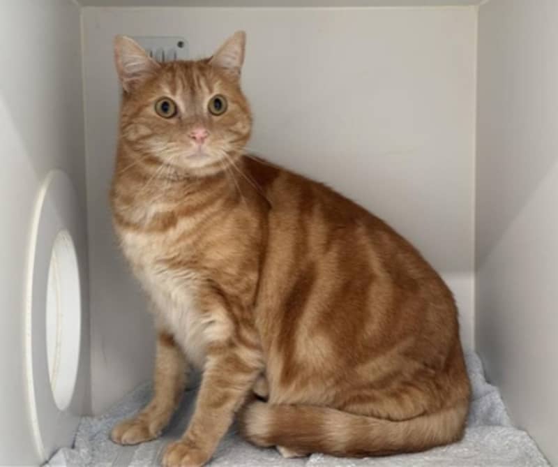Toto - Domestic Short Hair cat available for adoption at The Lost Dogs' Home in Melbourne