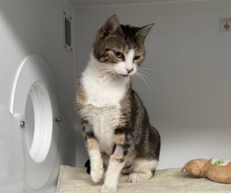Zelda - Domestic Short Hair cat available for adoption at The Lost Dogs' Home in Melbourne