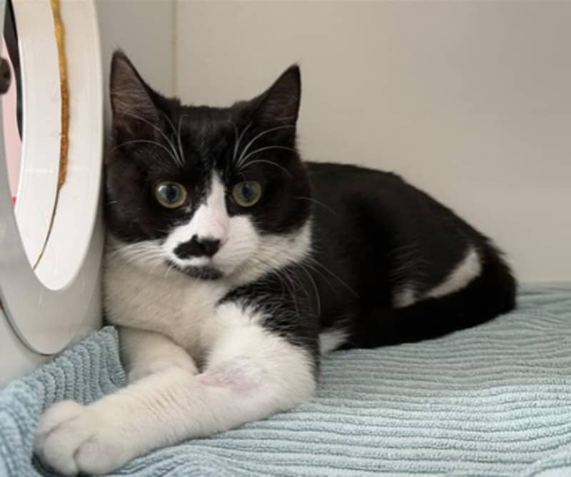 Sarge - Domestic Short Hair cat available for adoption at The Lost Dogs' Home in Melbourne
