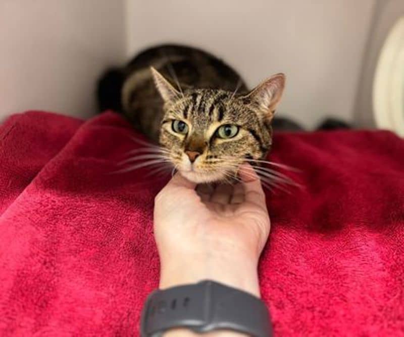Velma - Domestic Short Hair cat available for adoption at The Lost Dogs' Home in Melbourne