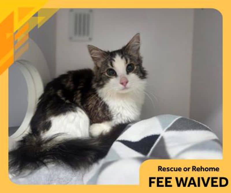 Houdini - Domestic Medium Hair cat available for adoption at The Lost Dogs' Home in Melbourne