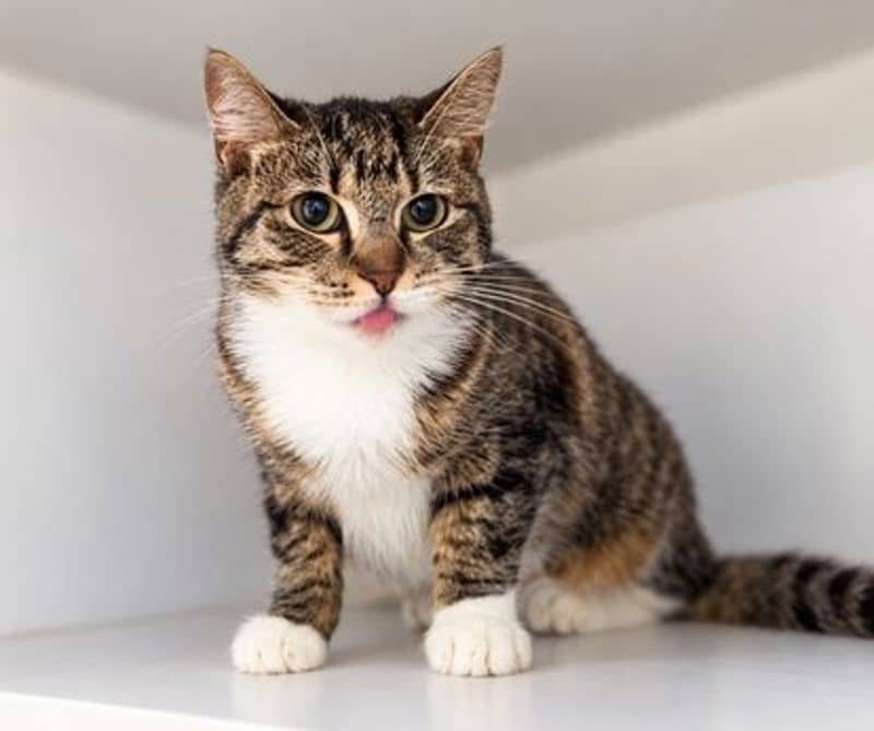 Buffy - Domestic Short Hair cat available for adoption at The Lost Dogs' Home in Melbourne