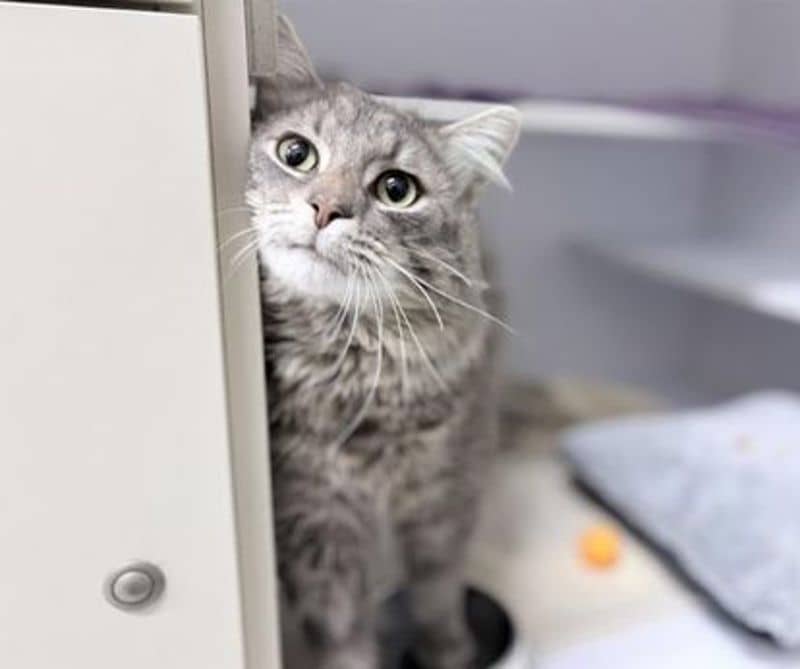 Pudge - British Shorthair cat available for adoption at The Lost Dogs' Home in Melbourne