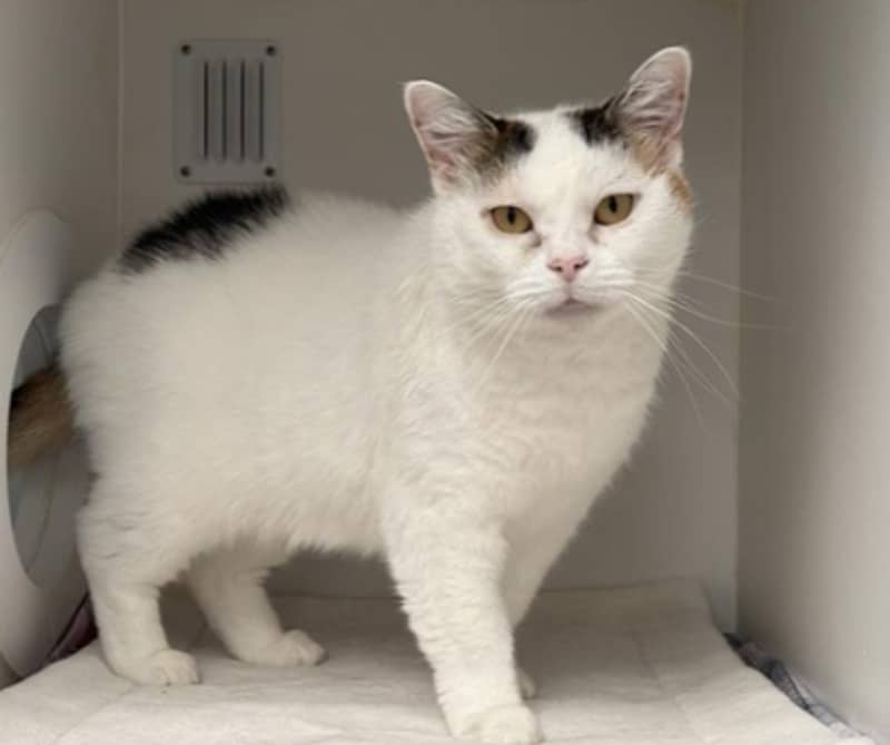Pud - Domestic Short Hair cat available for adoption at The Lost Dogs' Home in Melbourne