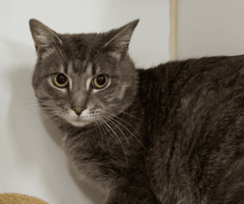 Paw Mescal - Domestic Short Hair cat available for adoption at The Lost Dogs' Home in Melbourne