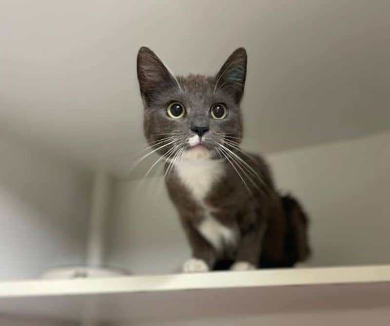 Sue - Domestic Short Hair cat available for adoption at The Lost Dogs' Home in Melbourne