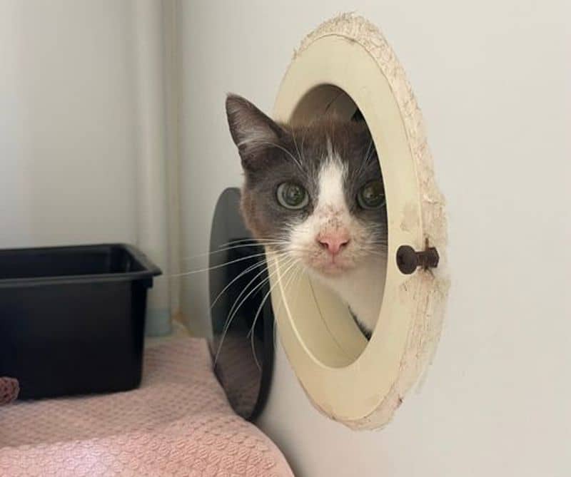 Plover - Domestic Short Hair cat available for adoption at The Lost Dogs' Home in Melbourne