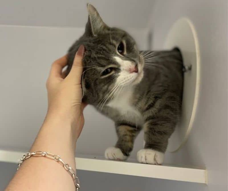 Penguin - Domestic Short Hair cat available for adoption at The Lost Dogs' Home in Melbourne