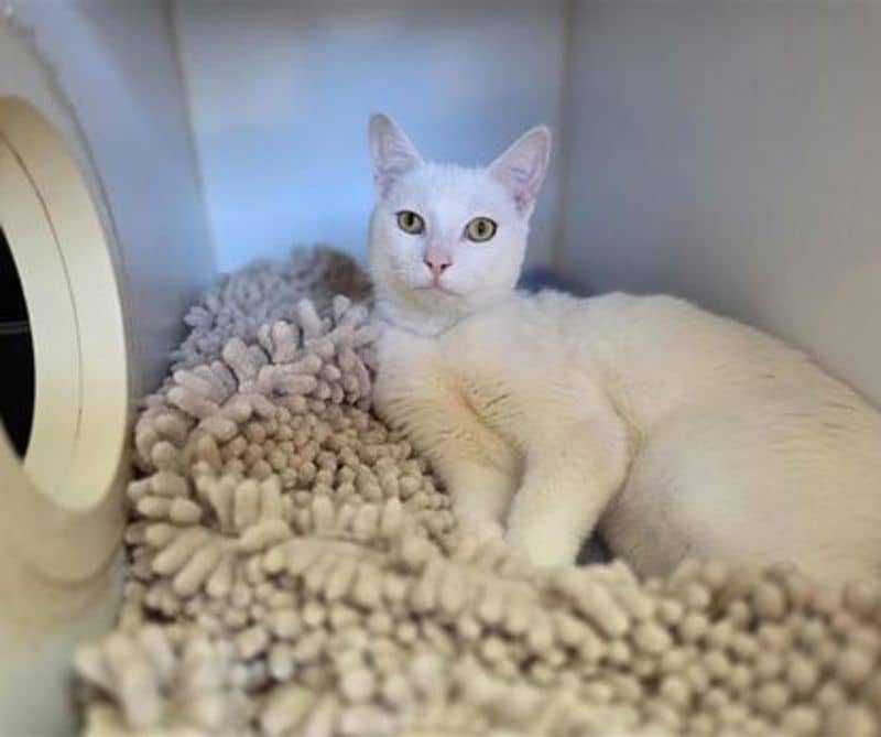 Alby - Domestic Short Hair cat available for adoption at The Lost Dogs' Home in Melbourne