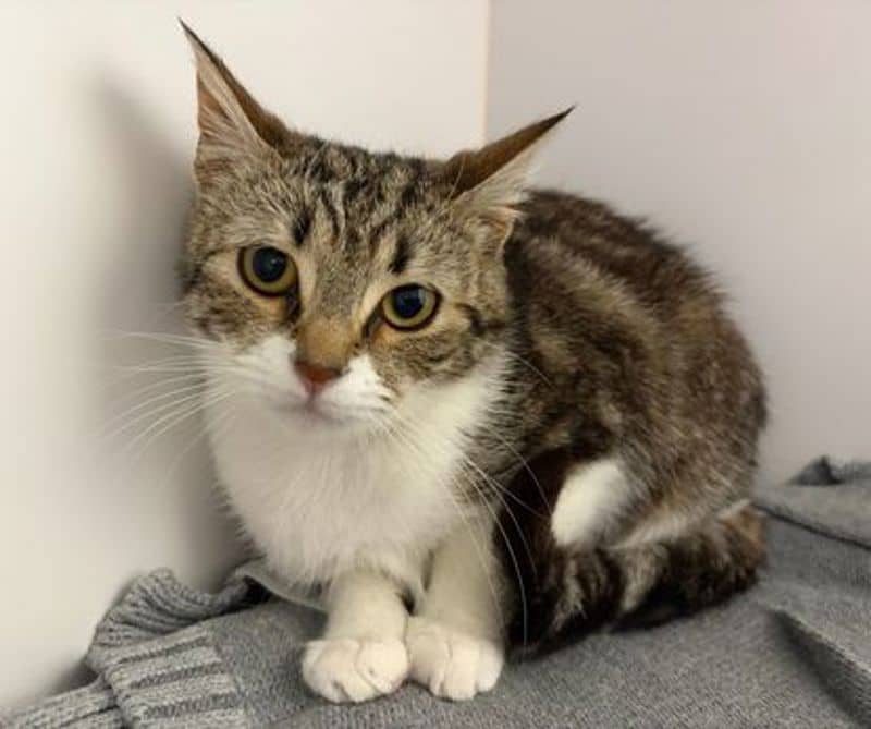 Whisper - Domestic Short Hair cat available for adoption at The Lost Dogs' Home in Melbourne
