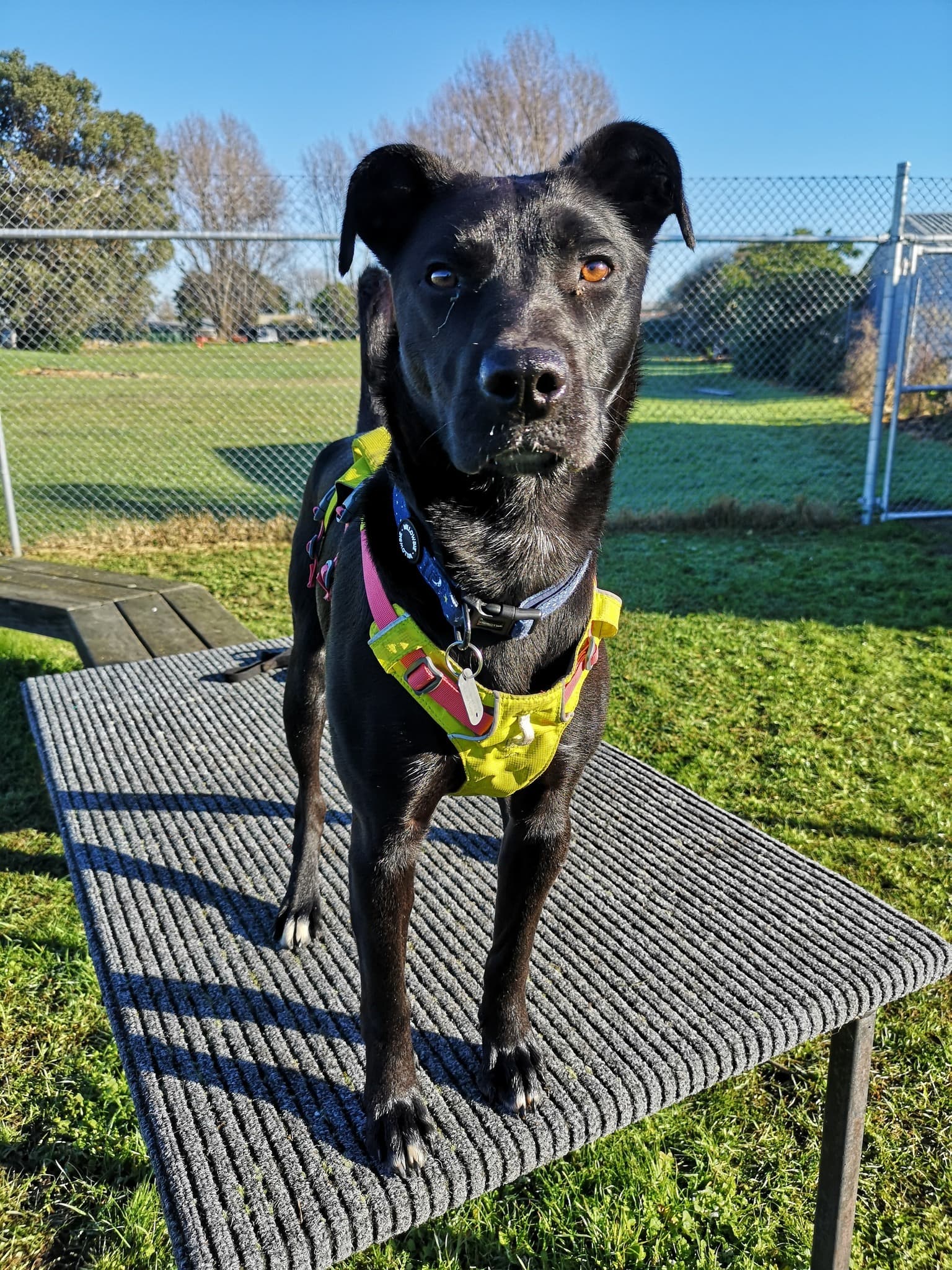 Katy - Collie Mix available for adoption in Nelson