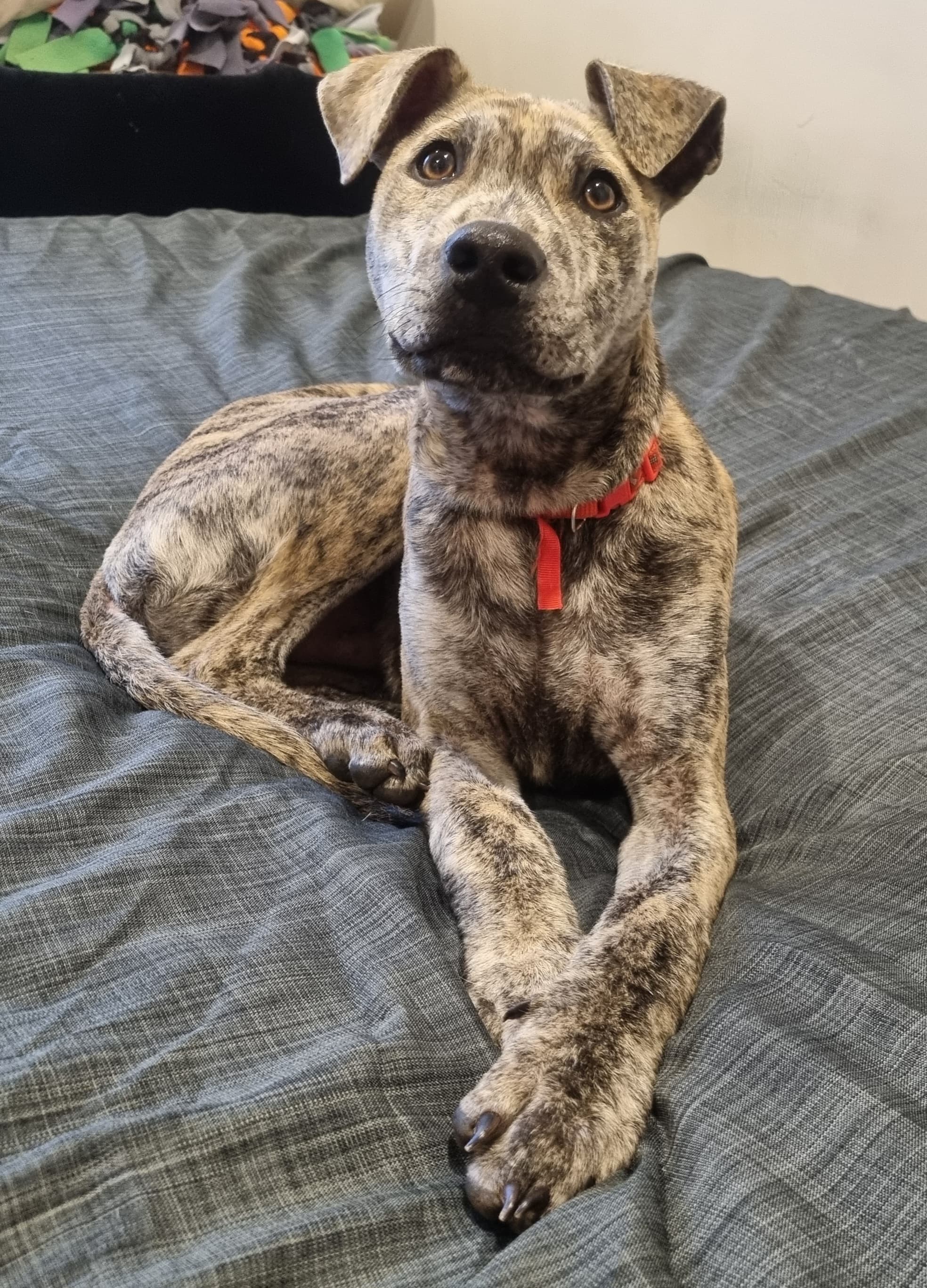 Demi - Whippet X Staffy available for adoption in Nelson