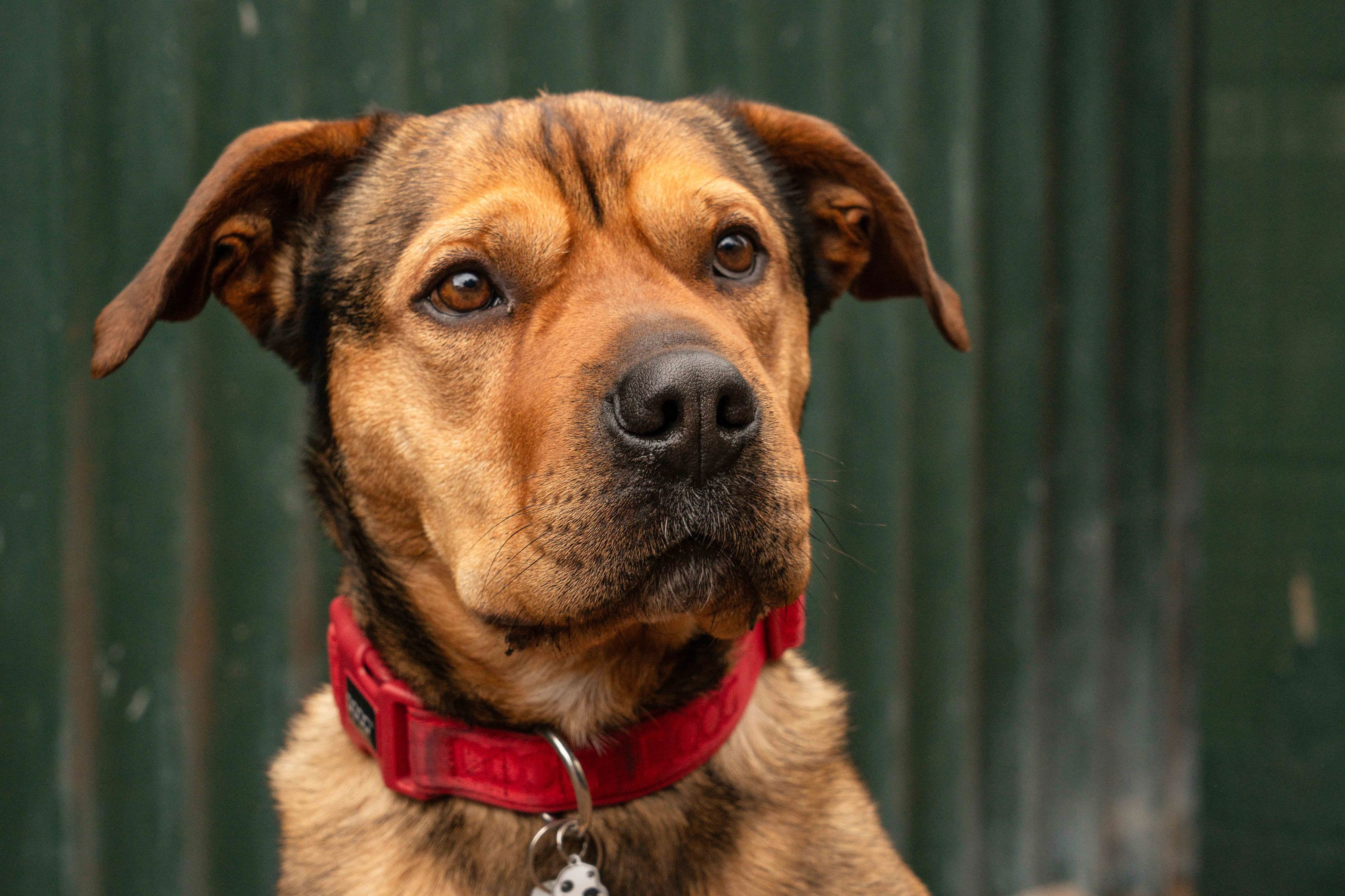 Ace - Staffy X Sharpei available for adoption in Nelson