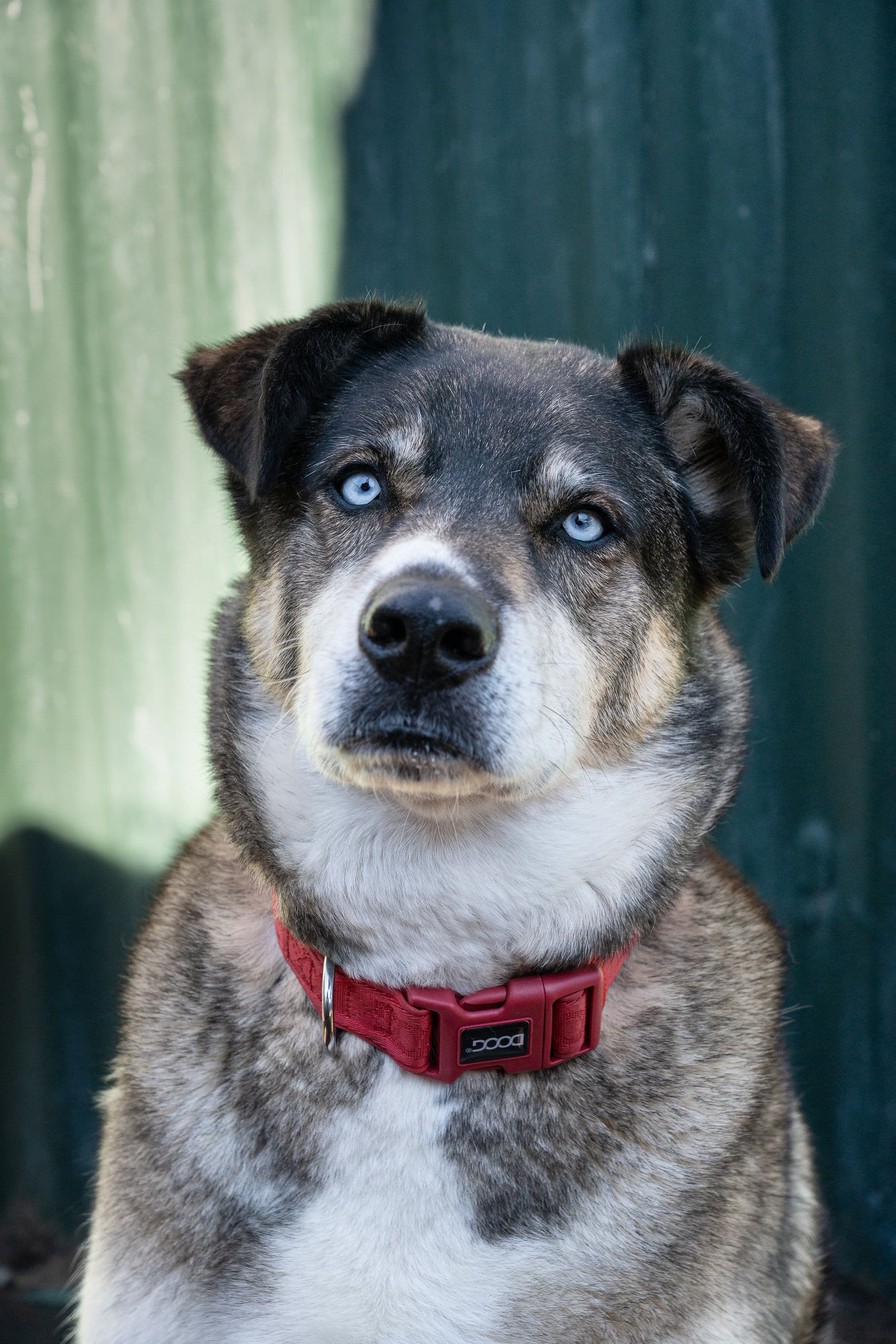 Nonu - Husky Cross available for adoption in Nelson