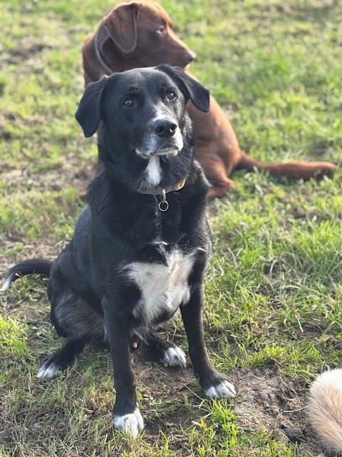 Marlow - Border Collie X Golden Retriever available for adoption in Nelson