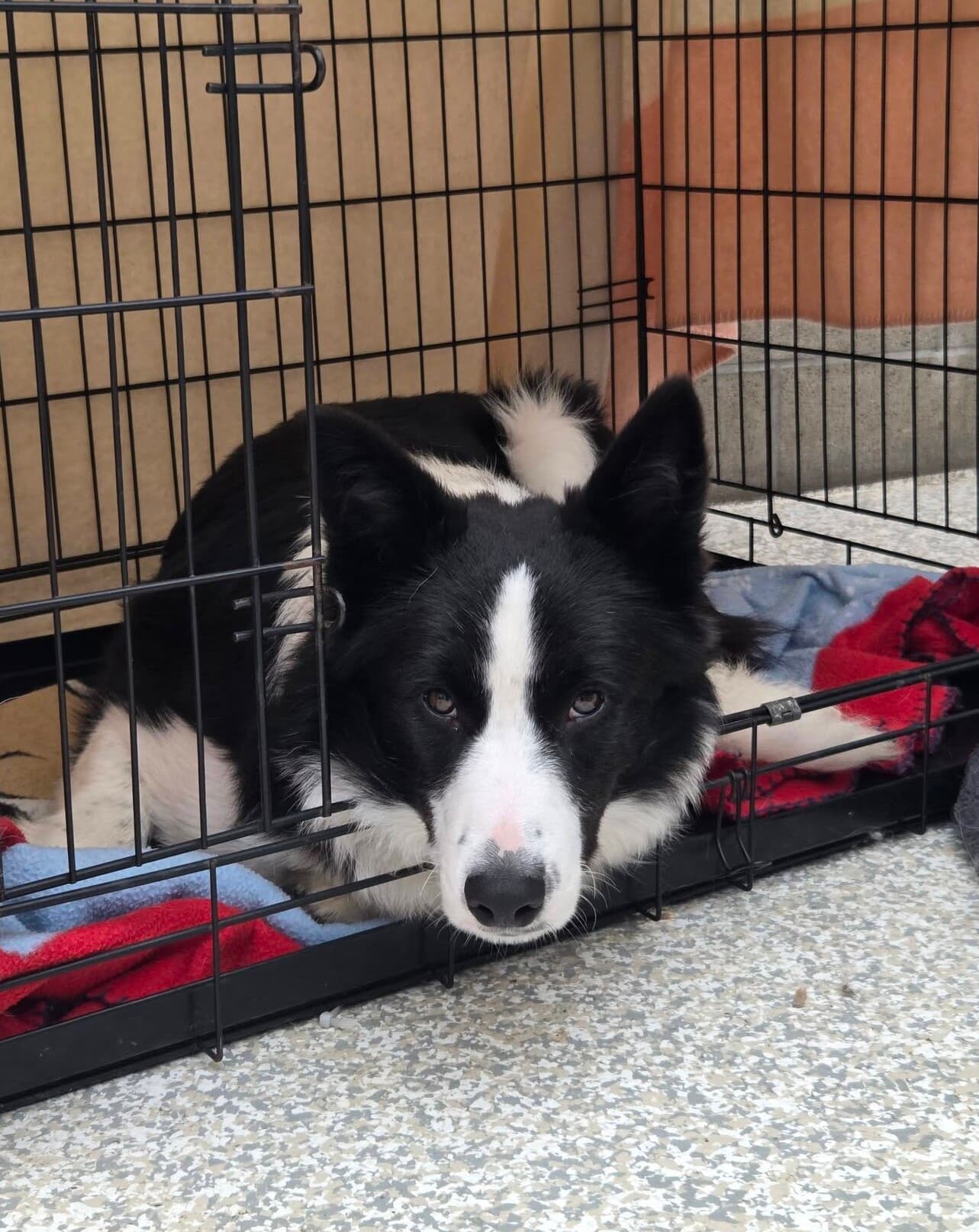 Jette - Collie available for adoption in Nelson
