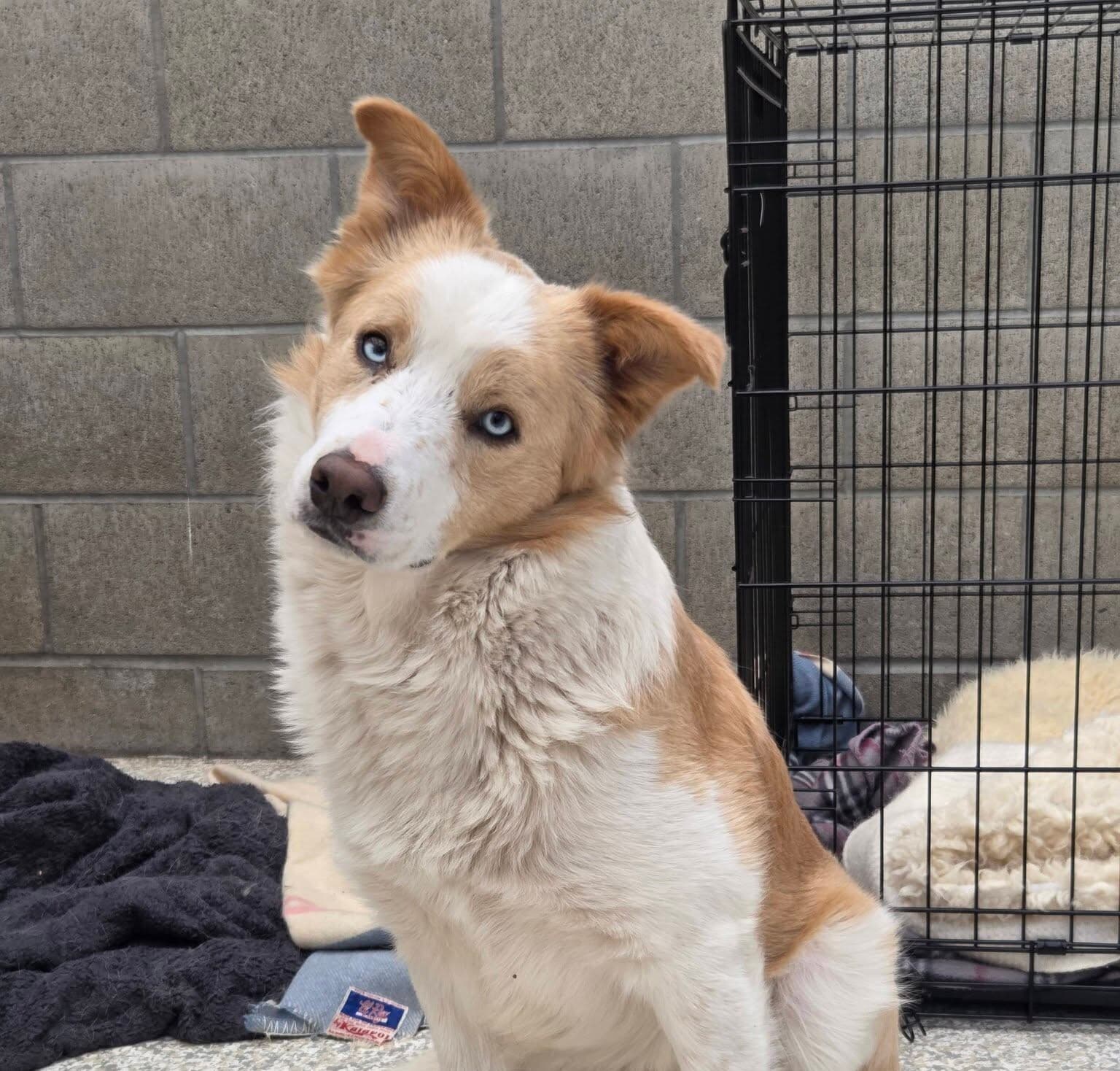Bolt - Collie available for adoption in Nelson