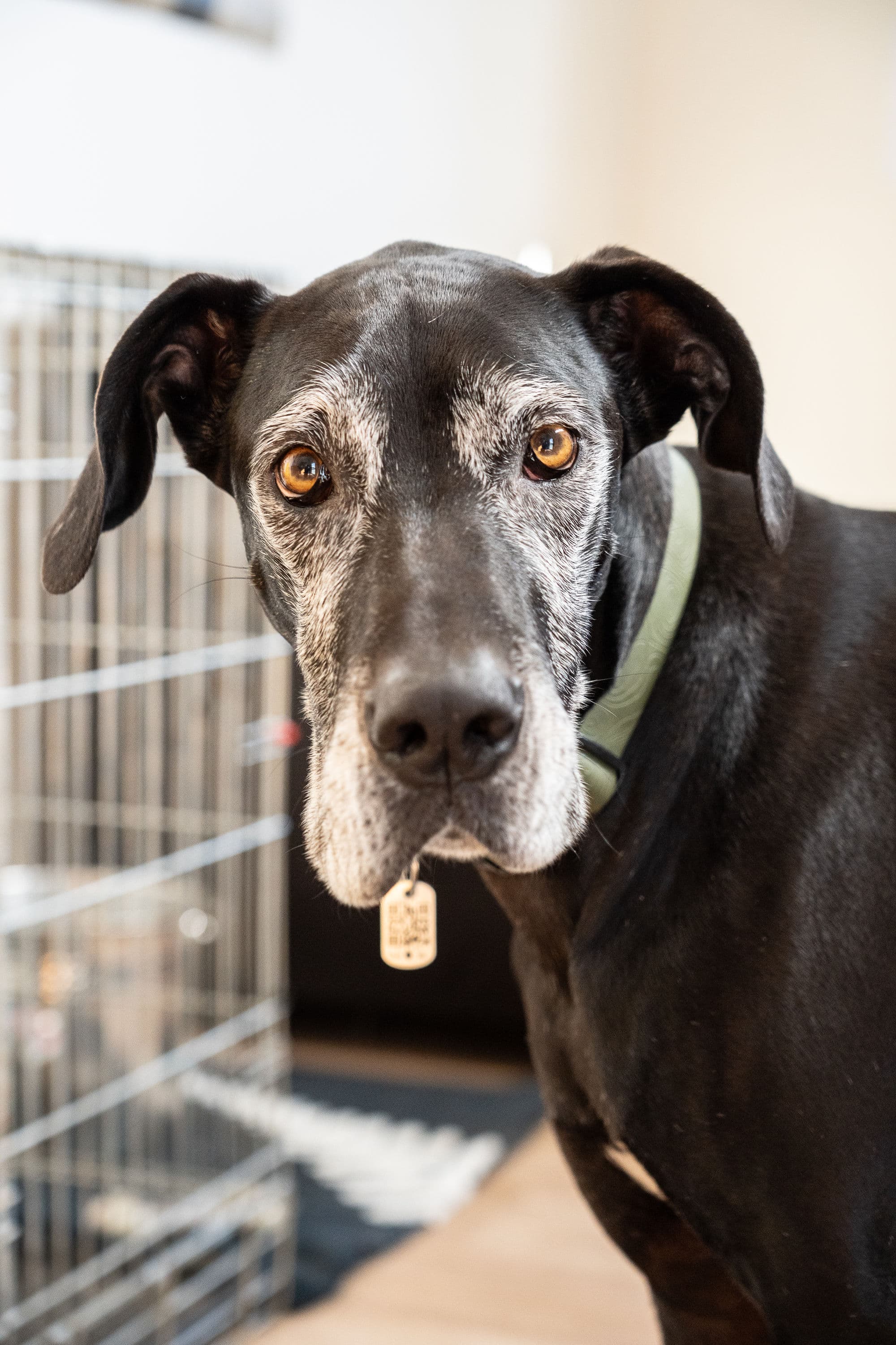 Keira - Great Dane available for adoption in Nelson