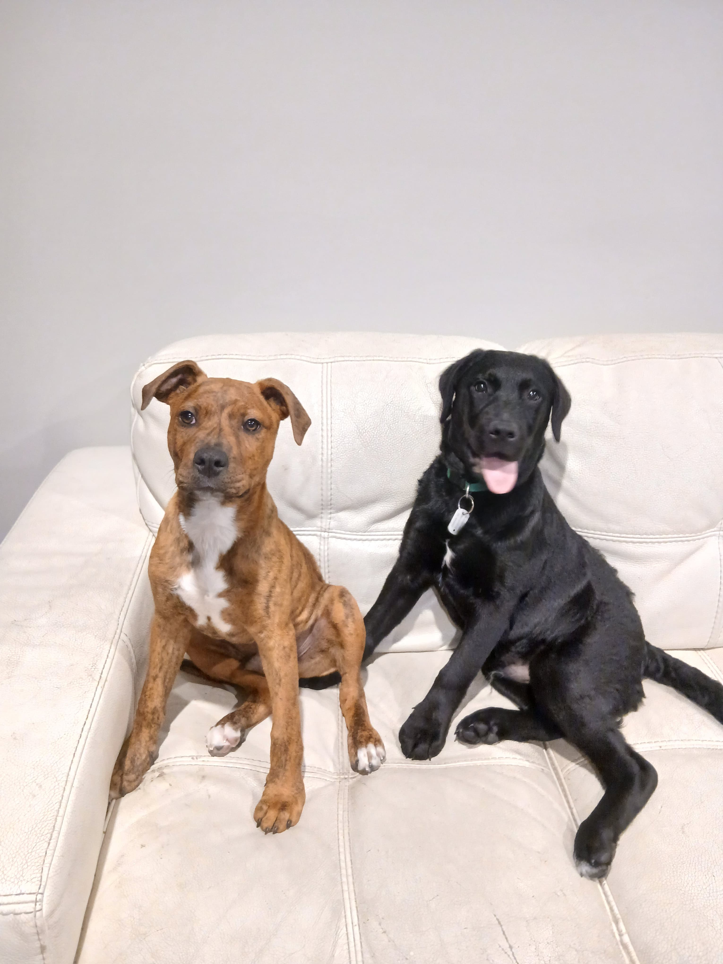 Rory - Lab Mix available for adoption in Nelson