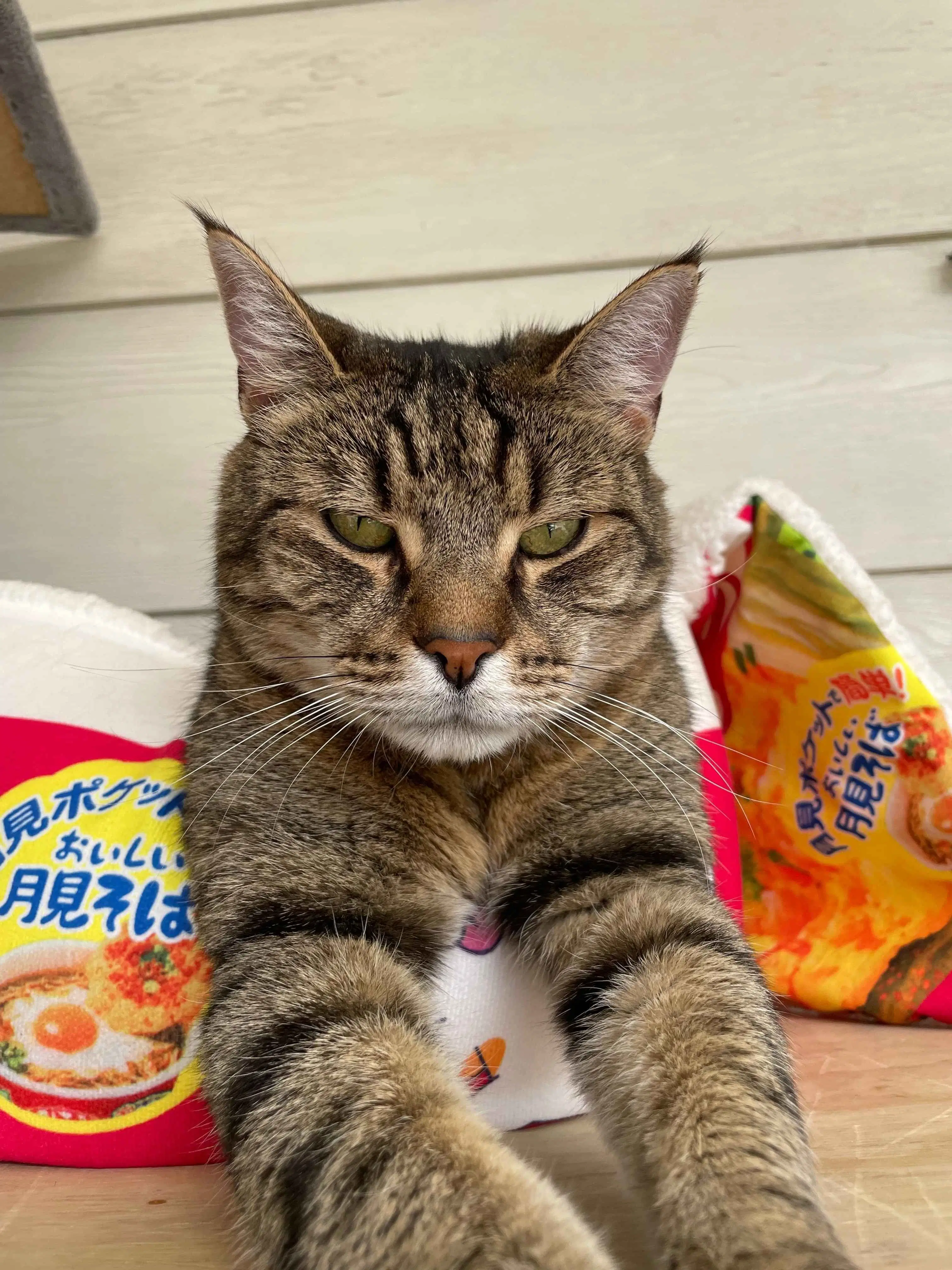 Minerva - Domestic Short Hair cat available for adoption in Wellington