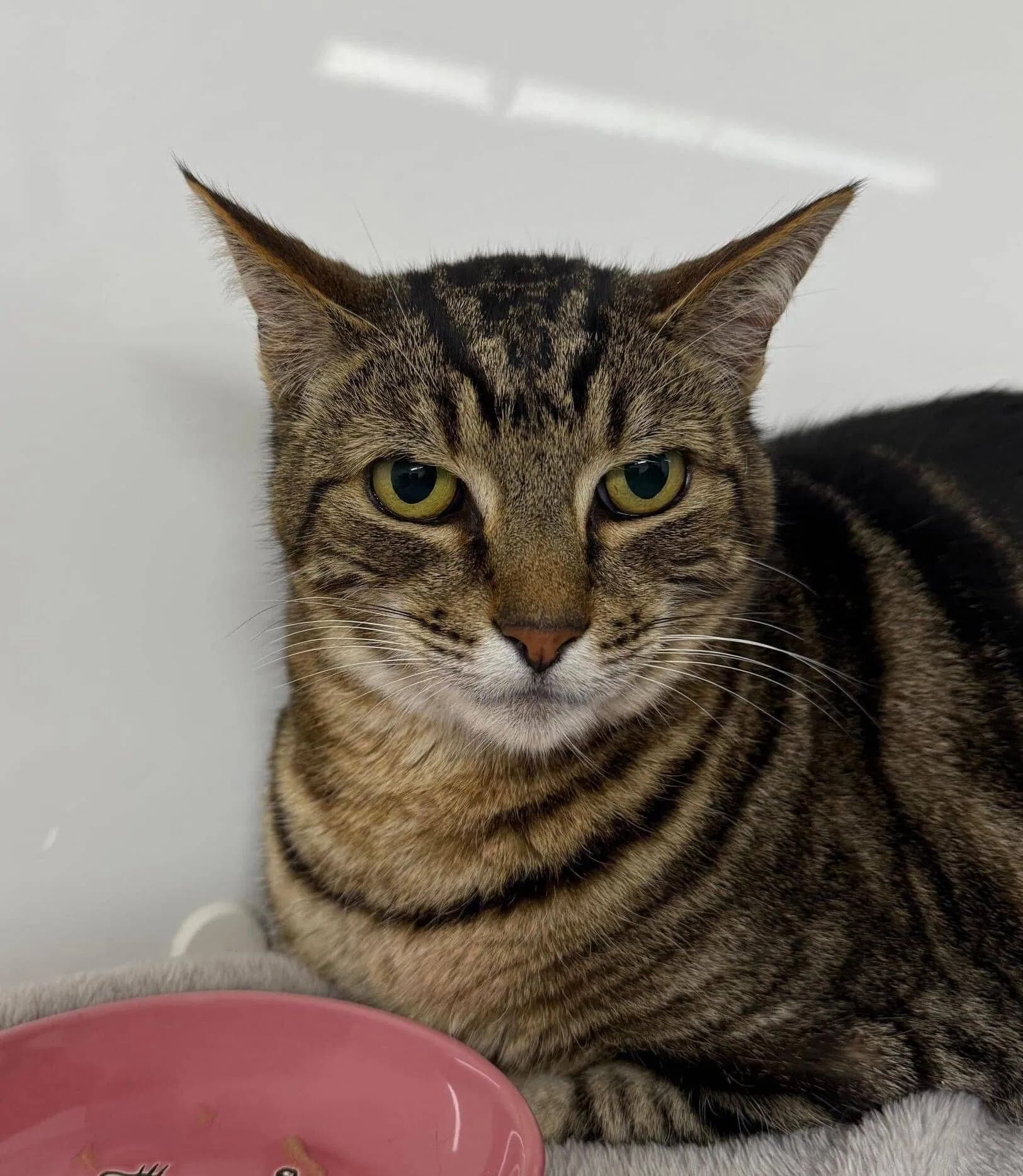 Browny - Domestic Short Hair cat available for adoption at Cats Protection Wellington in Wellington