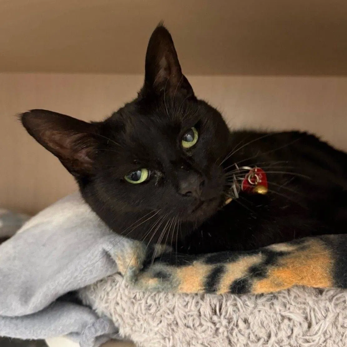 Hila - Domestic Short Hair cat available for adoption in Wellington