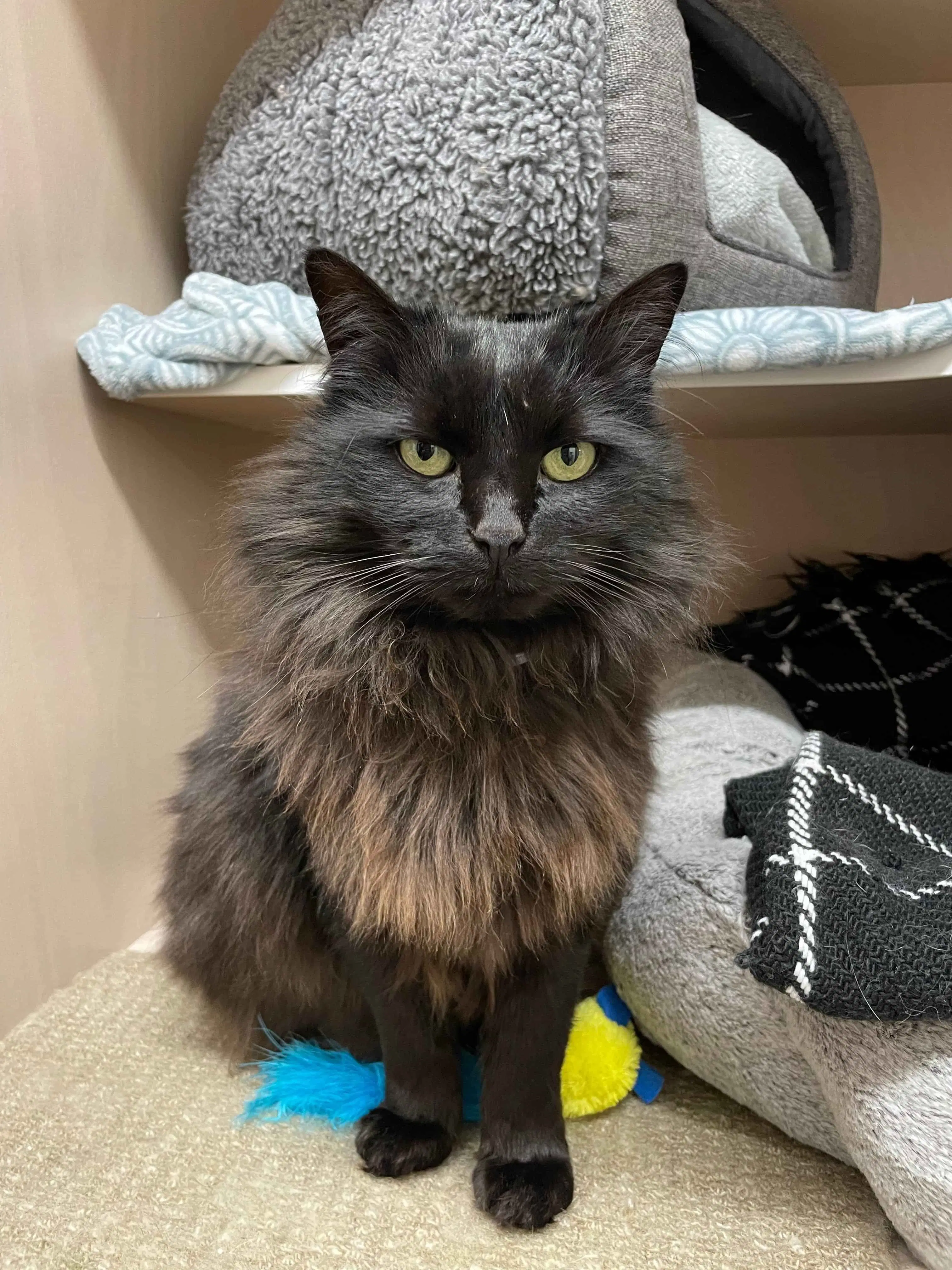 Albie - Domestic Short Hair cat available for adoption in Wellington