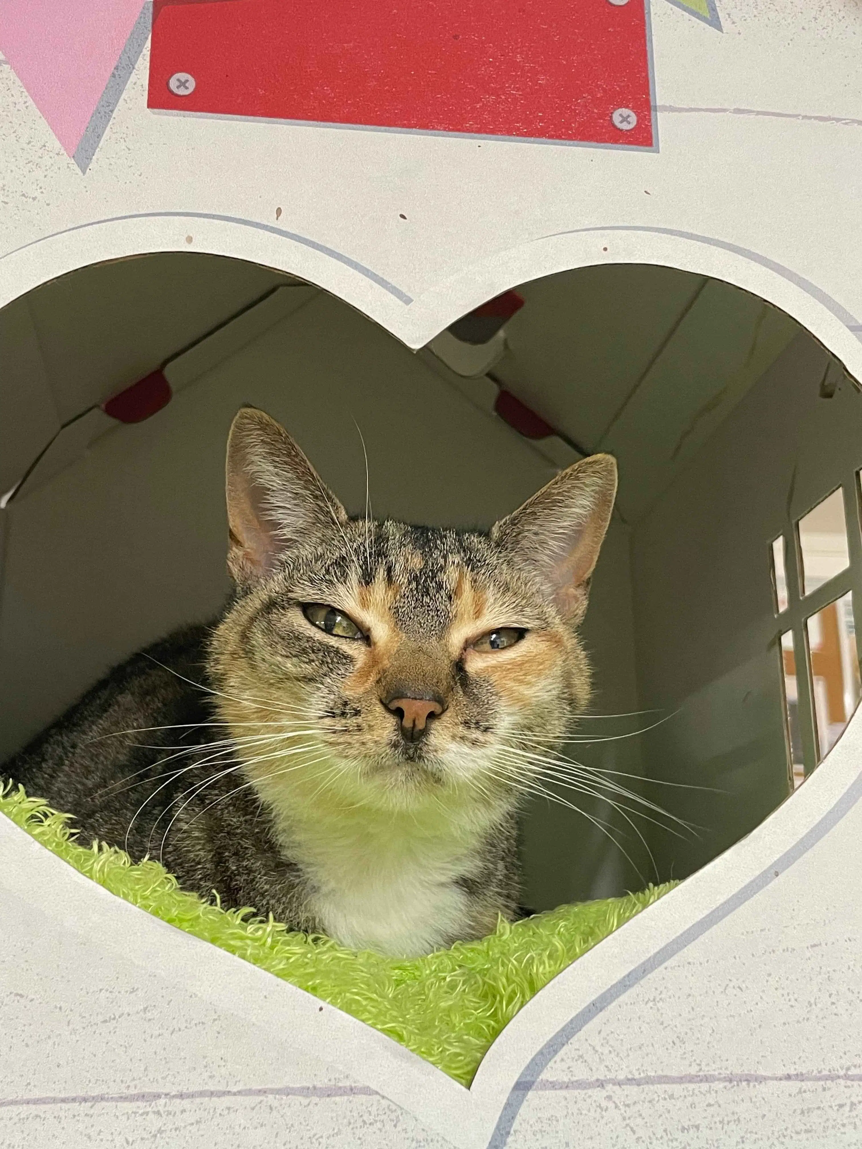 Tiger Foot - Domestic Short Hair cat available for adoption in Wellington
