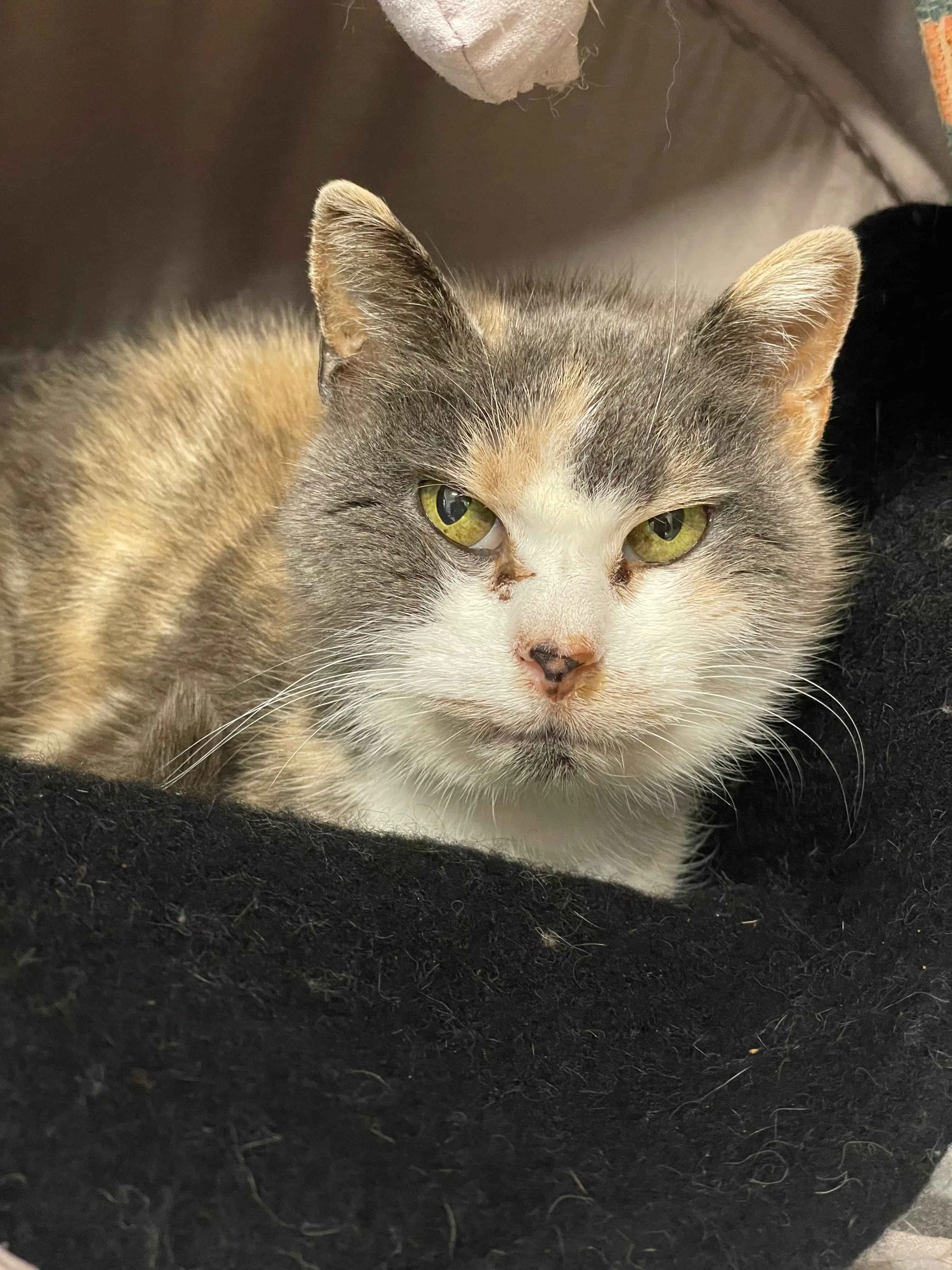 Lilykins - Domestic Short Hair cat available for adoption in Wellington