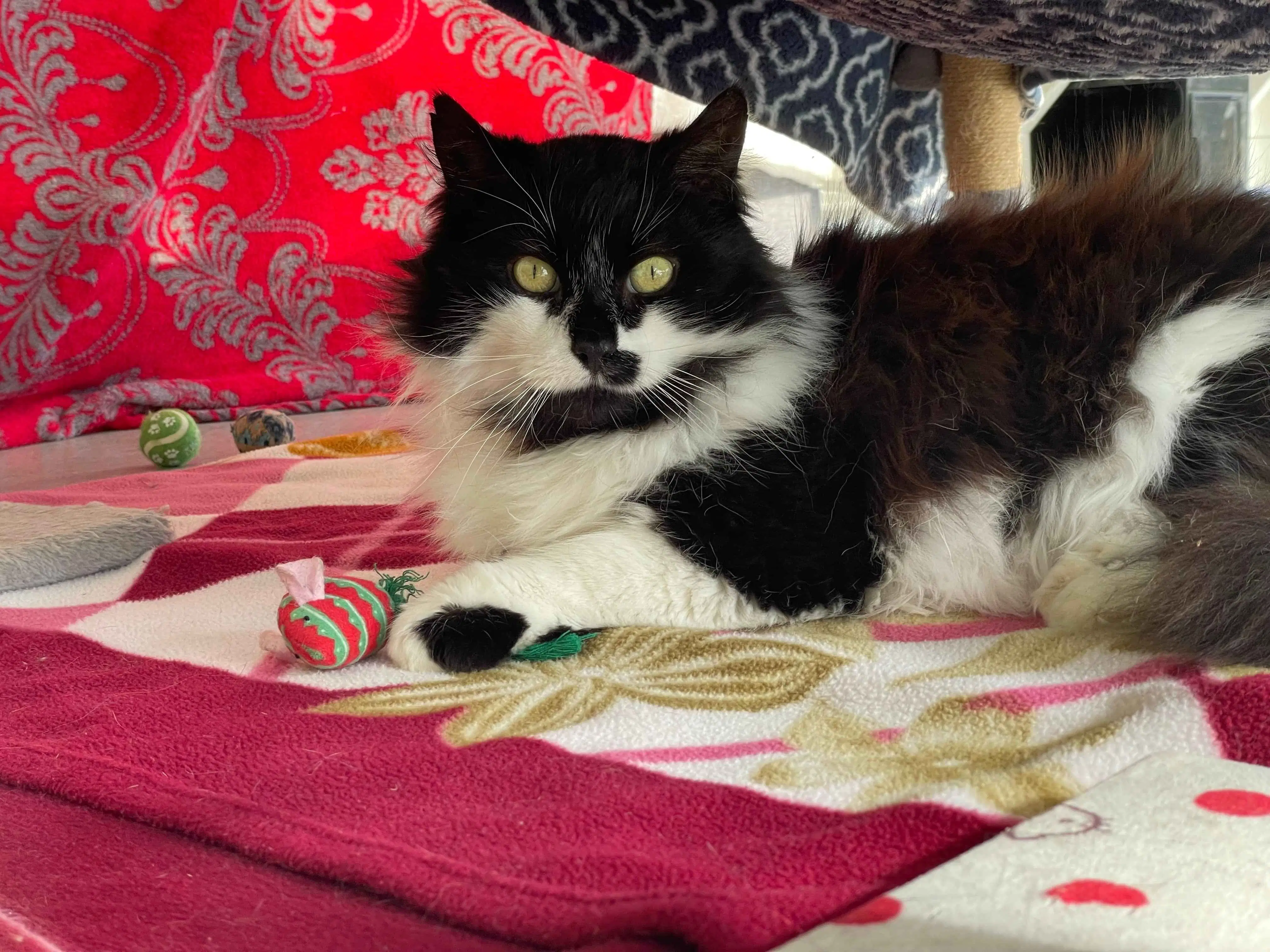 Prince George - Domestic Short Hair cat available for adoption in Wellington
