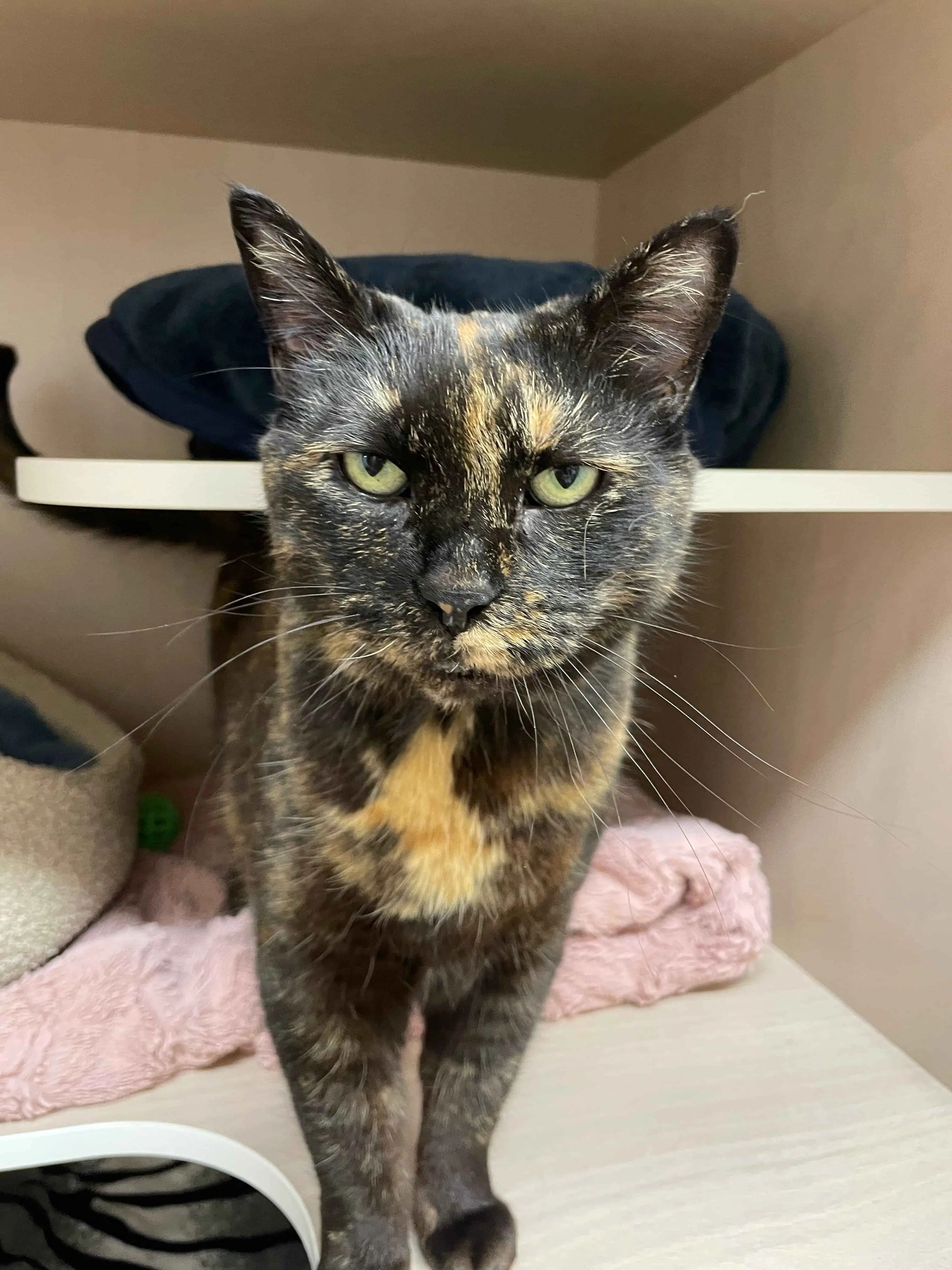 Rue - Domestic Short Hair cat available for adoption in Wellington