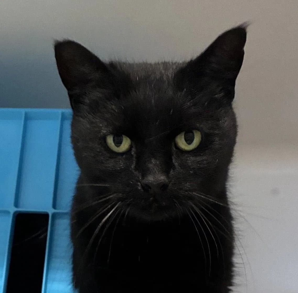 Sooty - Domestic Short Hair cat available for adoption in Wellington
