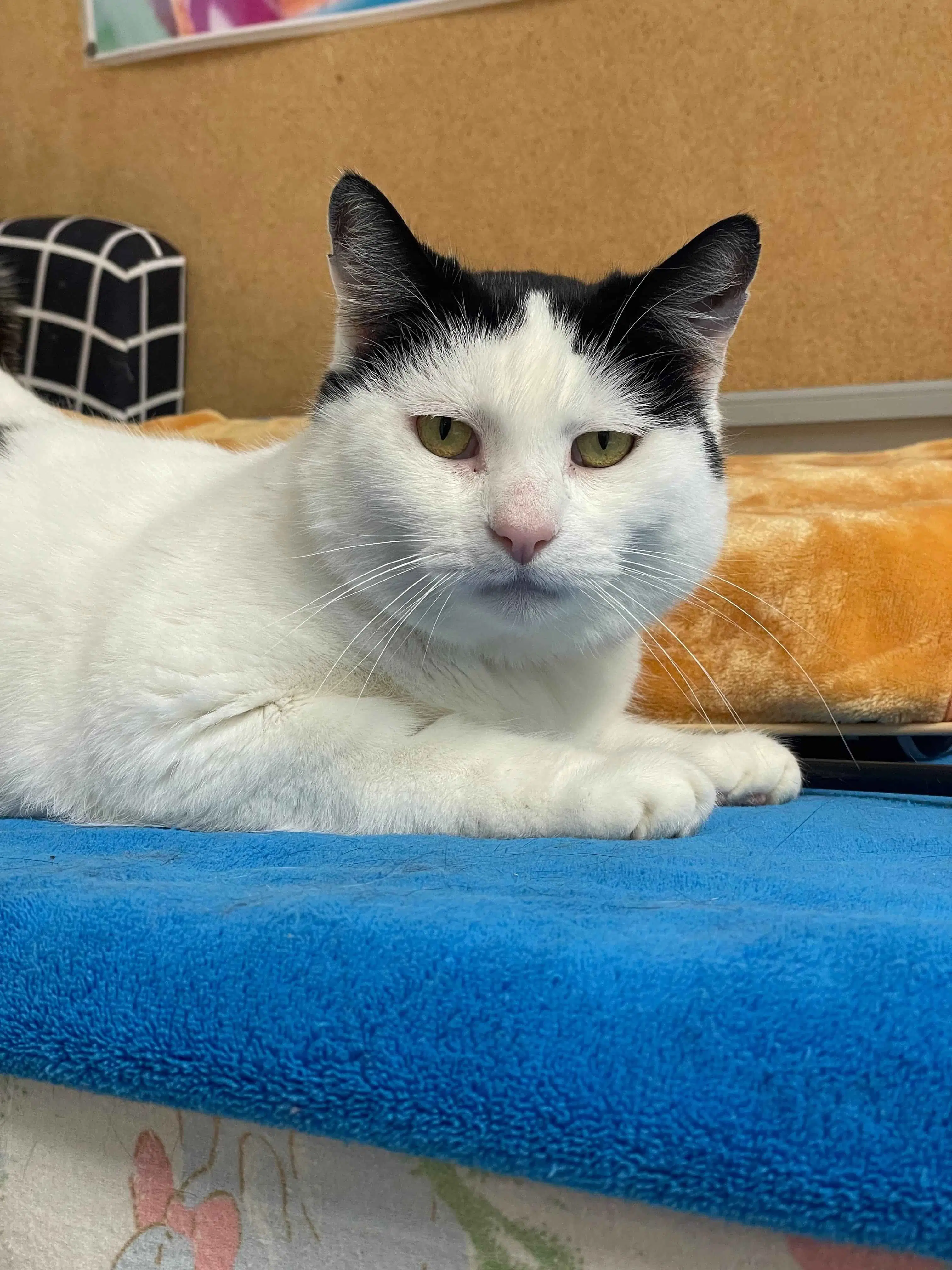 April - Domestic Short Hair cat available for adoption in Wellington