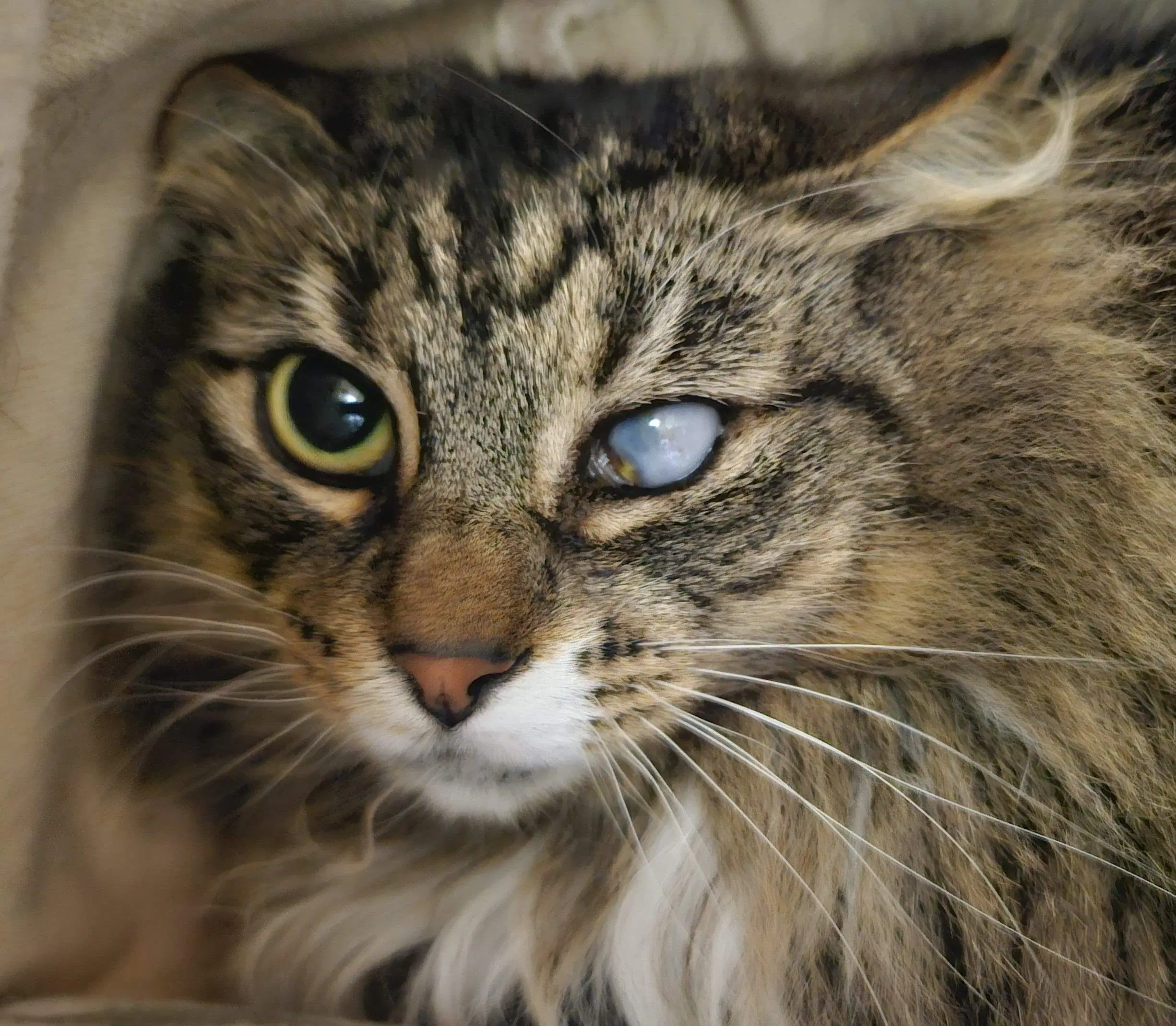 Baby Spice - Domestic Short Hair cat available for adoption in Wellington
