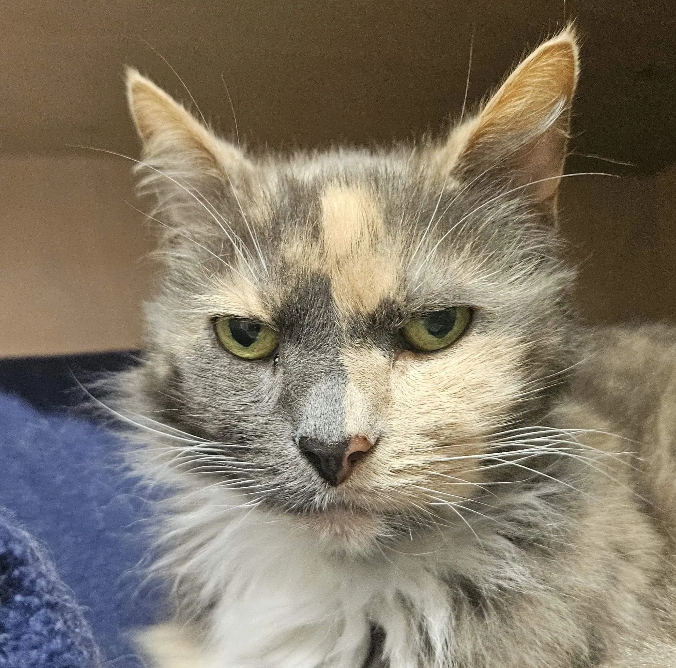Blueberry - Domestic Short Hair cat available for adoption in Wellington