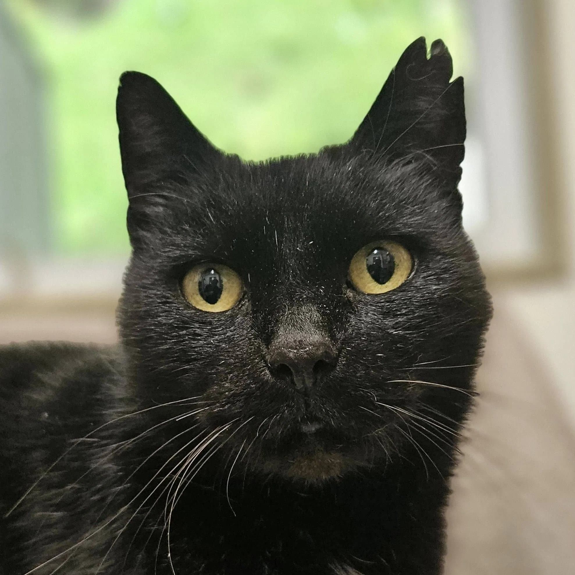 Bud - Domestic Short Hair cat available for adoption in Wellington