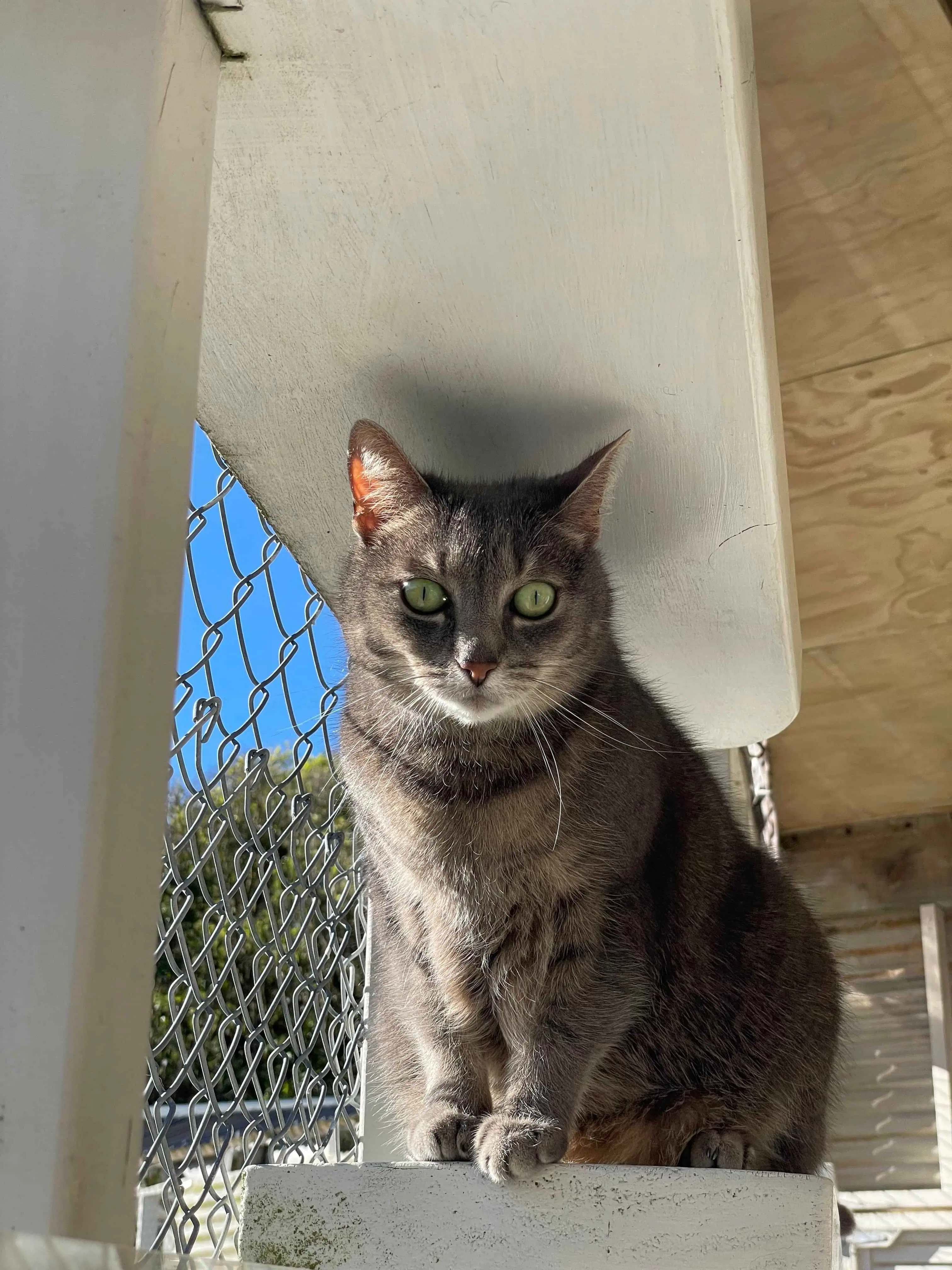 Gem - Domestic Short Hair cat available for adoption in Wellington