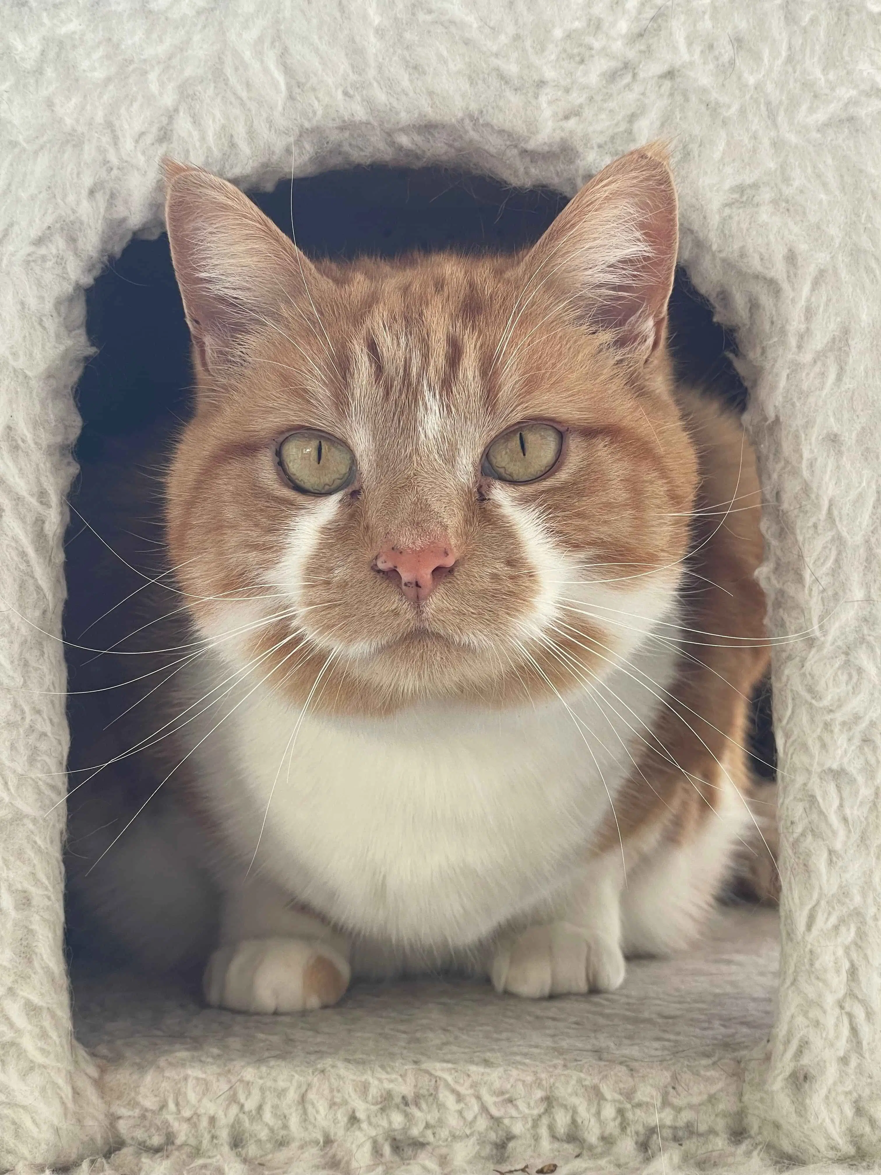 Primrose - Domestic Short Hair cat available for adoption in Wellington
