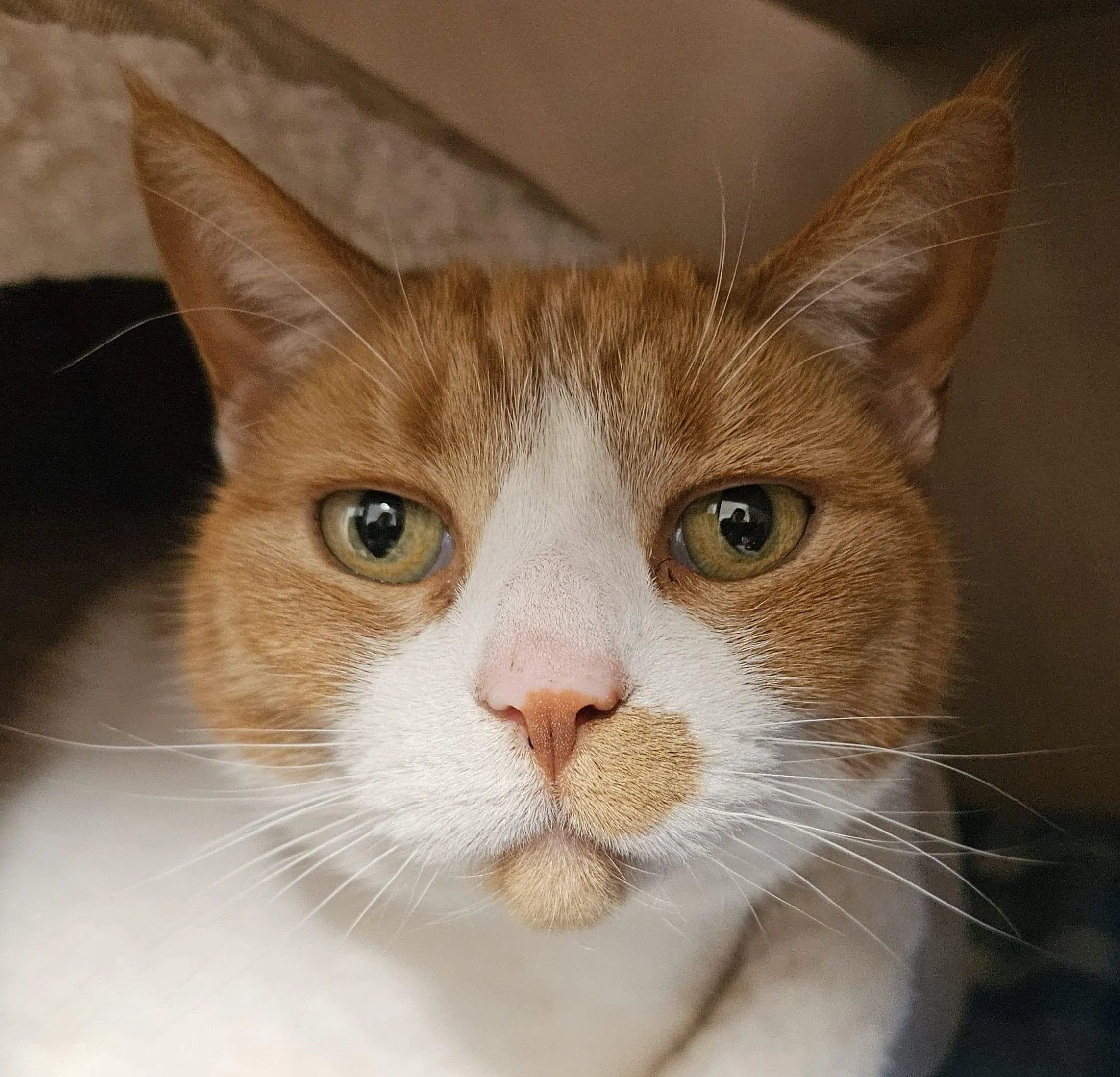 Ravi Frude - Domestic Short Hair cat available for adoption in Wellington
