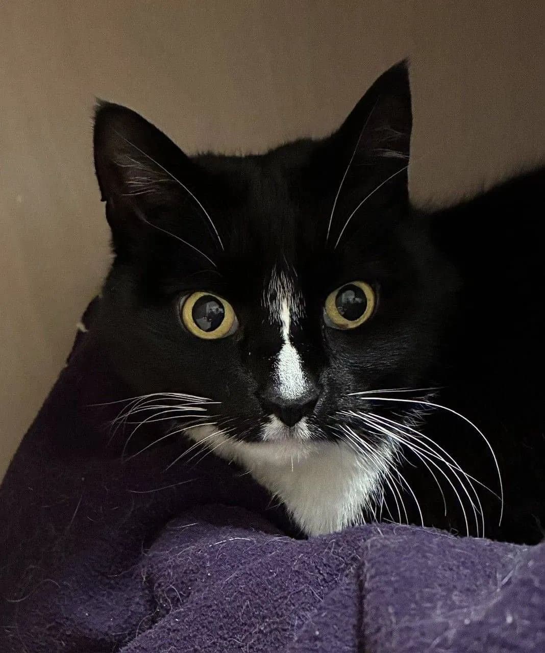 Lady Cleo - Domestic Short Hair cat available for adoption in Wellington