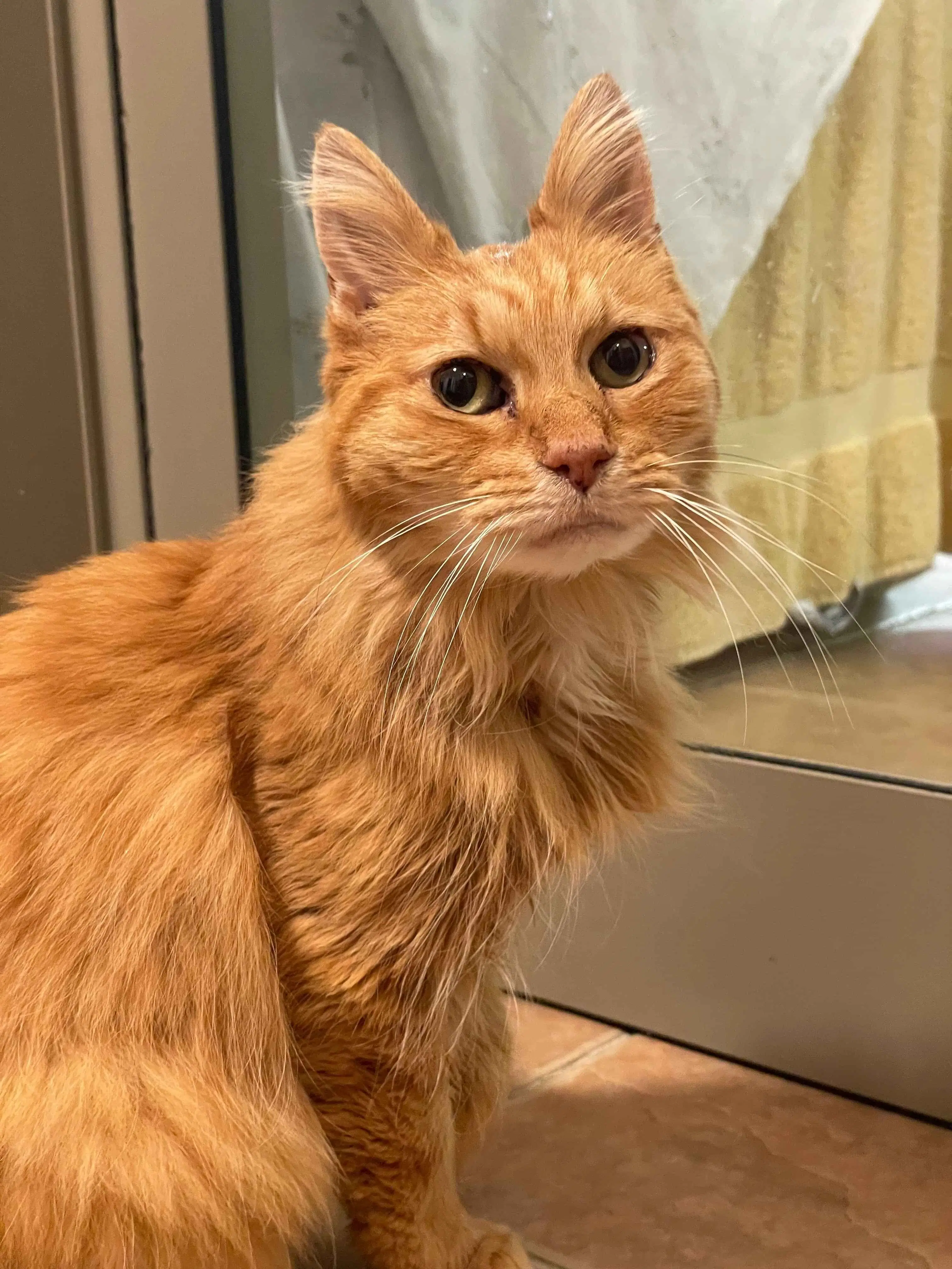 Kefira - Domestic Short Hair cat available for adoption at Cats Protection Wellington in Wellington