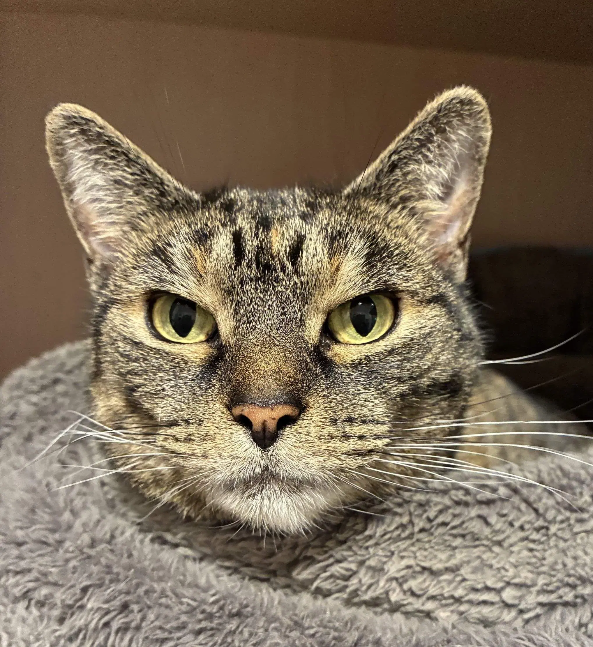 Sonik - Domestic Short Hair cat available for adoption at Cats Protection Wellington in Wellington