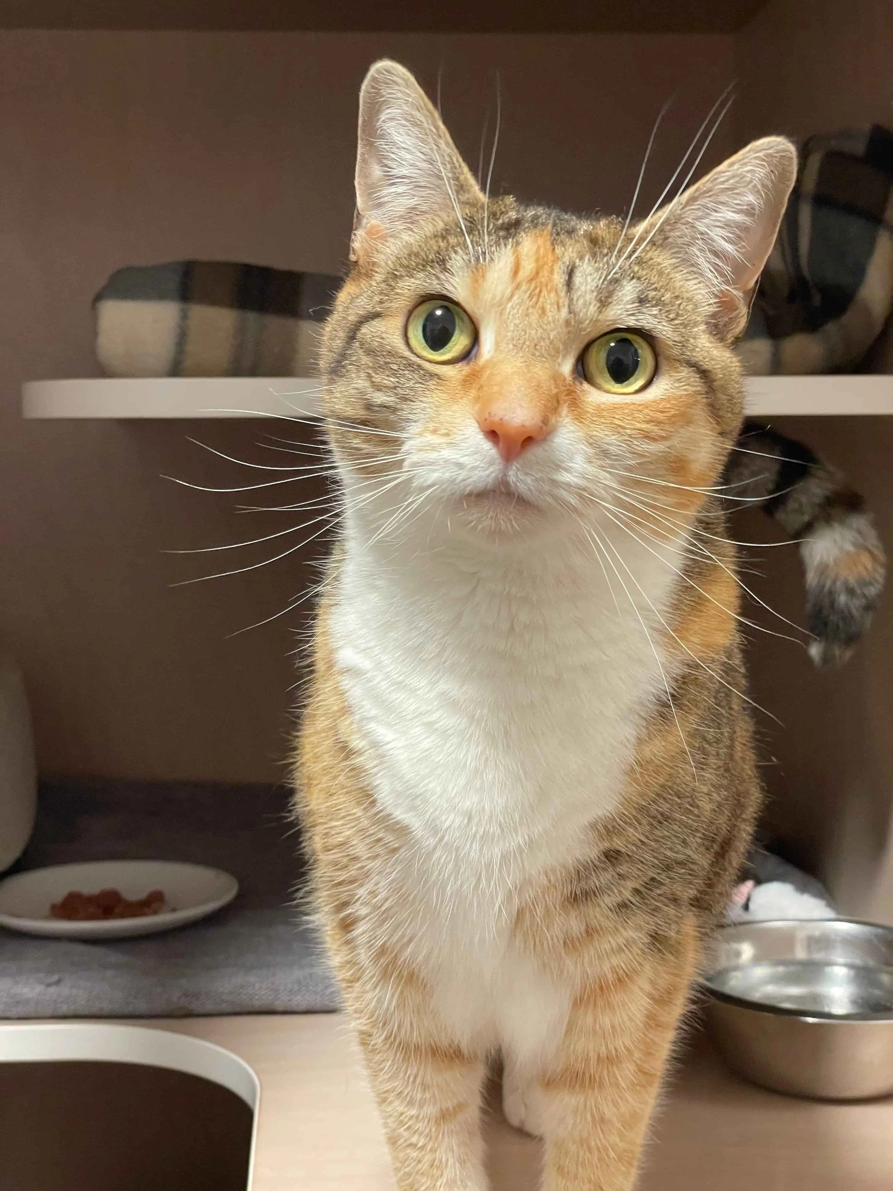 Peanut - Domestic Short Hair cat available for adoption at Cats Protection Wellington in Wellington