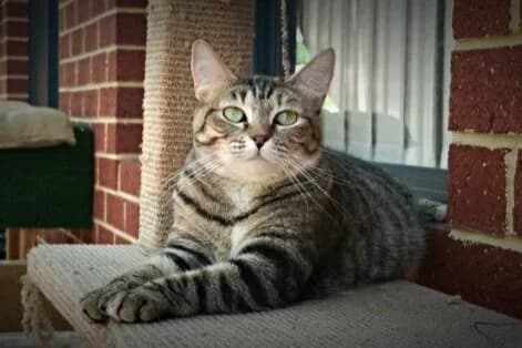 Sassy - Domestic Short Hair cat available for adoption in Sydney